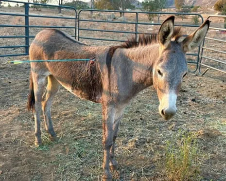 Burro Healing After Recent Arrow Attack on Wild Burros in the Golden State