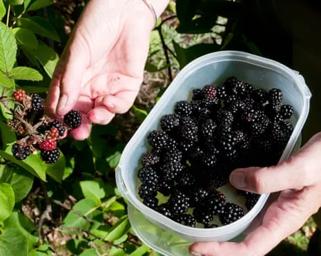 Wanted: Delicious Bakes to Make Use Of a Abundance of Homemade Jam