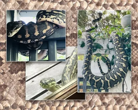 Accepting my Snakes in My Ceiling: A Transformation from Fear to Fascination